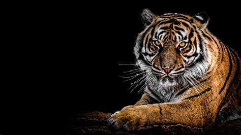 Bengal Tiger Wallpaper 4K, AMOLED, Big cat, Predator