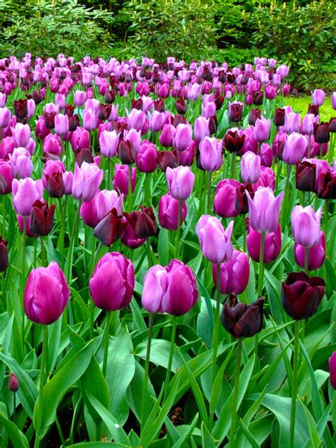 Tulip Garden State Collection - Black and Purple Tulips | DutchGrown