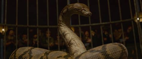 The Name Of The Snake In Harry Potter - Snake Poin