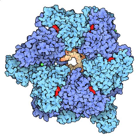 PDB-101: Molecule of the Month: DNA Helicase