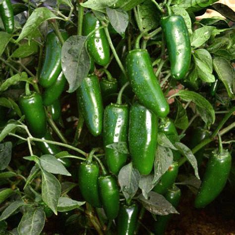 Jalapeño Organic Seeds | GardenEazy