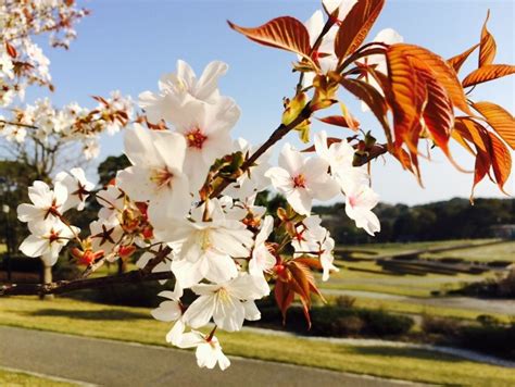 Early Cherry blossoms in Kagoshima, Japan (March – April)吉野公園 | 地元人おすすめ ...