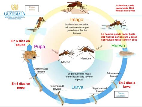 El Mosquito Del Dengue