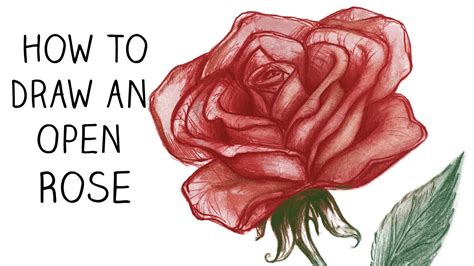 How To Draw A Rose With A Pen : This drawing lesson will walk you step ...