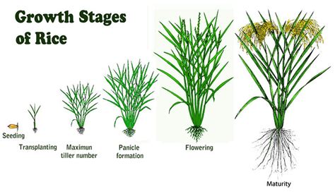 Growth stages of rice | The growth of the rice plant may be… | Flickr ...