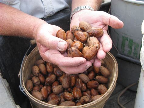 Everyone loves Texas pecans – Texas Farm Bureau – Table Top