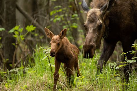 Give birthing moose a wide berth, biologist says - Alaska Public Media