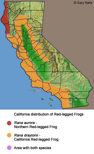 California Red-legged Frog - Rana draytonii