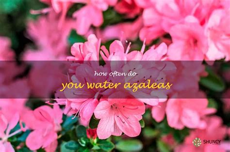 The Essential Guide To Watering Azaleas: How Often Should You Do It? | ShunCy