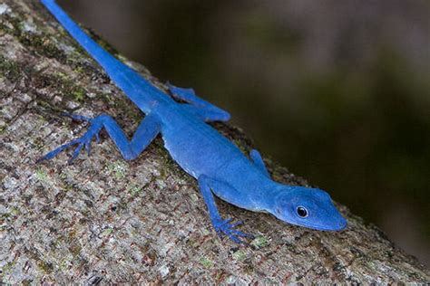 Blue Anole Facts and Pictures | Reptile Fact