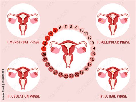 Women's stages of the menstrual cycle, menstrual phase, follicular ...