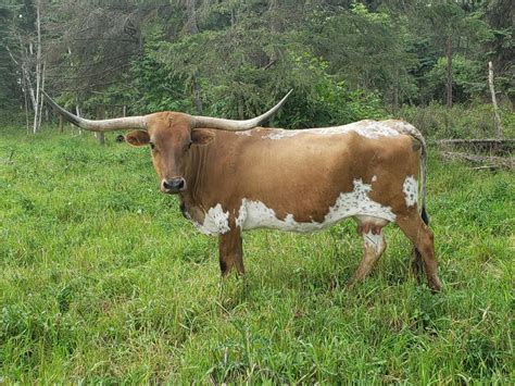 Alberta Texas Longhorn wins Grand Champion Female - HighRiverOnline.com ...