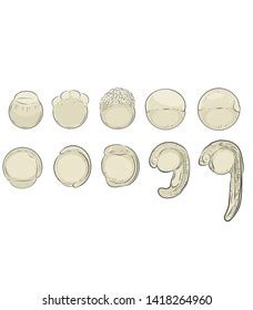 Zebrafish Embryo Development Embryology Illustration Stock Illustration 1418264960 | Shutterstock