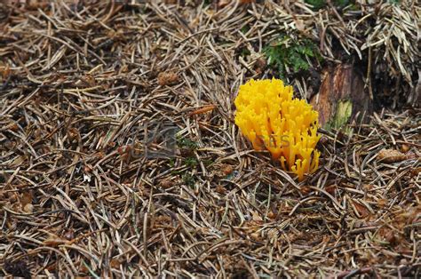 Royalty Free Image | yellow coral mushroom by Mibuch