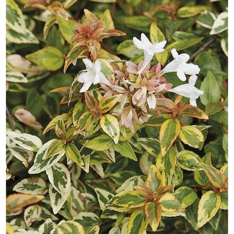 3-Gallon White Kaleidoscope Abelia Flowering Shrub in Pot (Lw03279) in the Shrubs department at ...