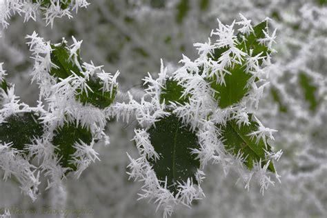 Freezing fog frost crystals on holly leaves photo WP22592