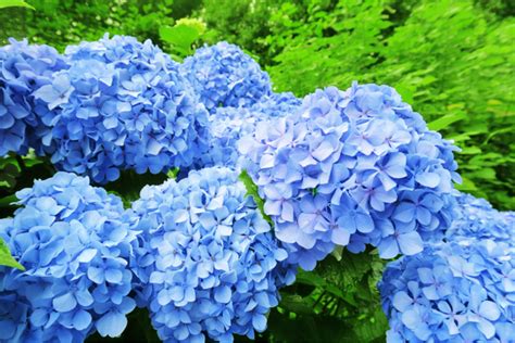 Using Coffee Grounds for your Hydrangeas | Bolton Landscape Design & Masonry Inc.