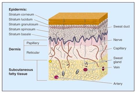 Pores and skin Anatomy 101 | Rutina de cuidado de la piel, Cuidado de la piel, Peinados lacios