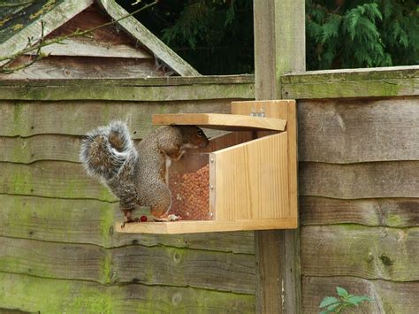 Wood Work Diy Squirrel Feeders PDF Plans