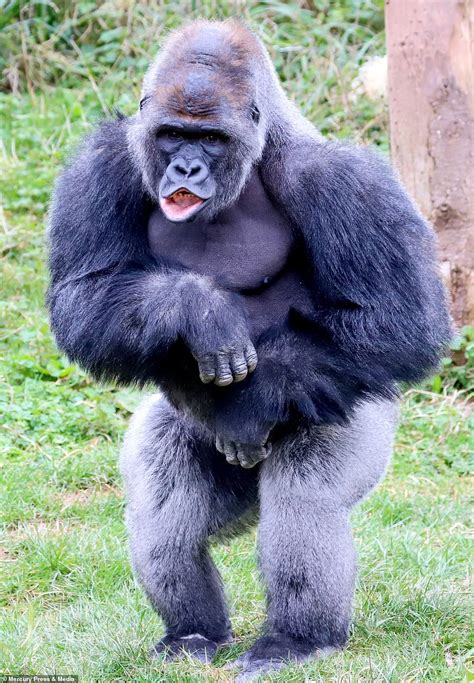 Adorable photos show gorilla pleading with his friend for carrots but ...