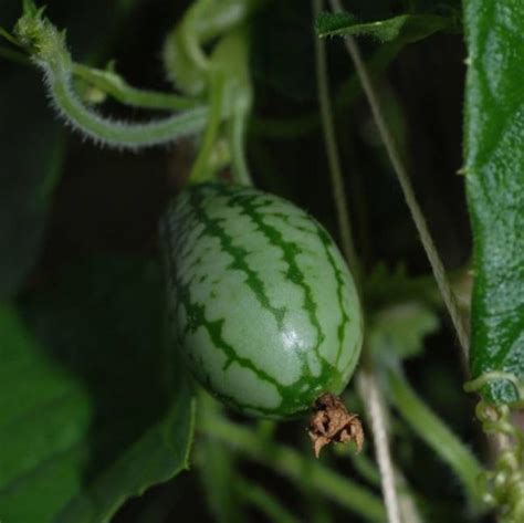 Cucamelon Seeds