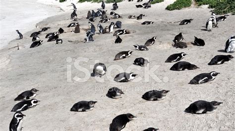 Penguins At Boulders Beach Stock Photo | Royalty-Free | FreeImages