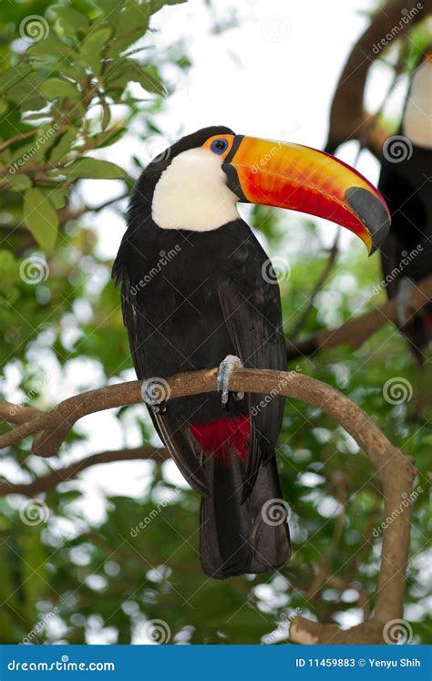 Toco Toucan Flying With Wings Outstretched In Flight And Blue Sky In Background Stock Image ...