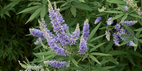 Top 3 Vitex benefits | "Savior" of premenopausal women - HealthAndLife