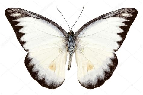 White butterfly species Appias lyncida Stock Photo by ©paulrommer 14541327