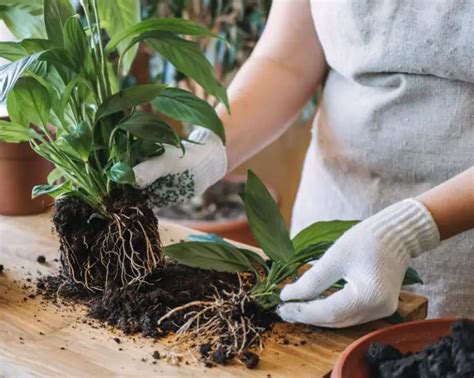 Repotting Peace Lily: How And When To Repot Spathiphyllum