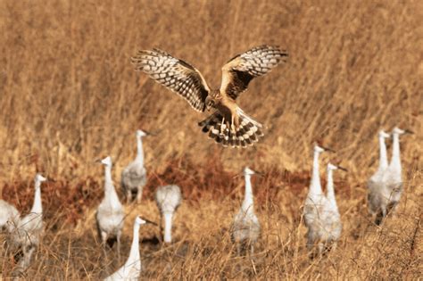 Wheeler National Wildlife Refuge: Home to 30,000 cranes - CRITTERFACTS