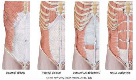 Rib Flare - Upper Respiratory Breather | Motus Physical Therapy