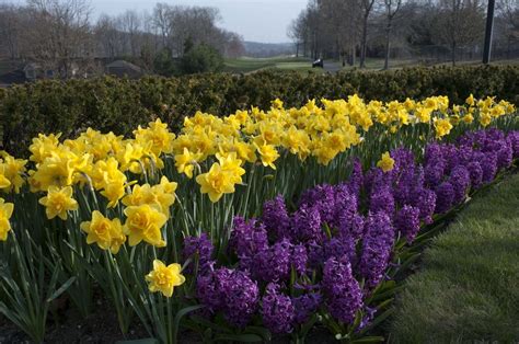 Daffodil Queen's Day and hyacinth Purple Sensation - Colorblends®