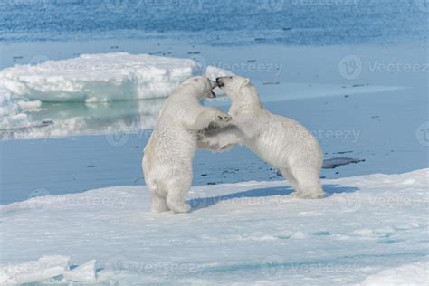 Two young wild polar bear cubs playing on pack ice in Arctic sea, north of Svalbard 3555588 ...