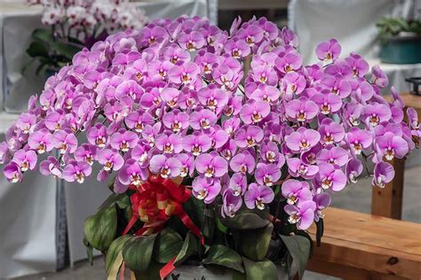 How to Grow and Care for Moth Orchids | Gardener’s Path