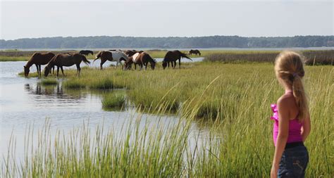 Assateague Island National Seashore, Maryland | Assateague island national seashore, Island ...