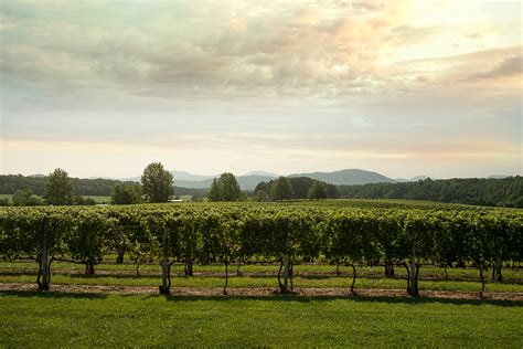 Venture Out Into Virginia Wine Country