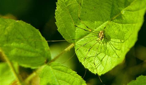 Are Daddy Long Leg Spiders Actually Poisonous - BEST GAMES WALKTHROUGH