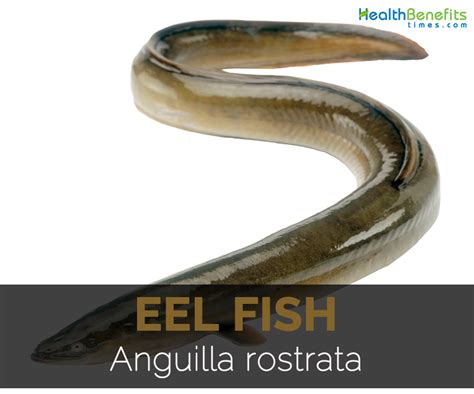 Eel fish Facts, Health Benefits and Nutritional Value