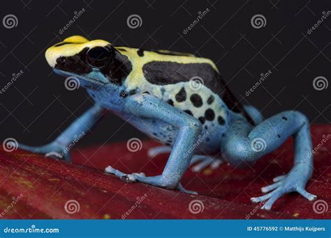 Poison Dart Frog / Dendrobates Tinctorius Stock Photo - Image of skin, brazil: 45776592