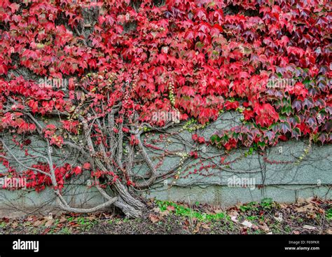 Boston ivy growing over a wall Stock Photo - Alamy