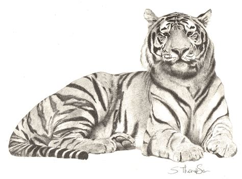 Pencil drawing of a tiger | Drawings | Pinterest