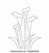Calla Lily Coloring Pages sketch template