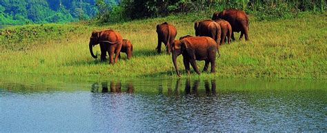 25 Thekkady Tour Packages at ₹5550 pp, Flat 20% Off - Book Online Instantly