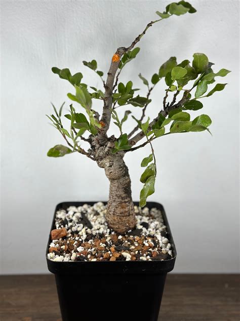 Pre Bonsai - Weeping Boer Bean / Schotia Brachypetala – Steve’s Little ...