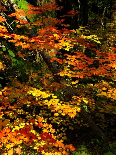 an image of fall foliage in the woods with colors changing from yellow to red and green