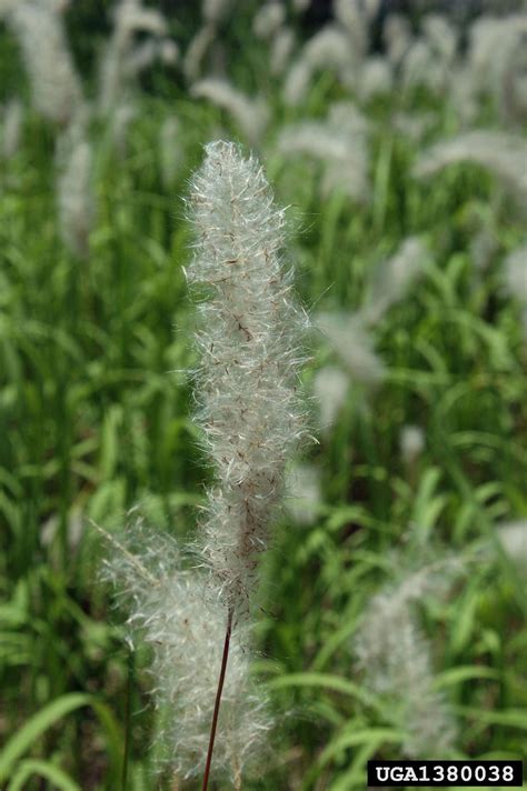 cogongrass (Imperata cylindrica (L.) Beauv.)