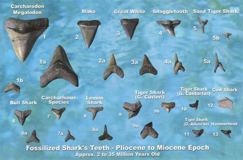 Shark facts, Shark teeth, Fossilized shark teeth