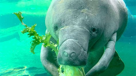 Save the Chubby Mermaids - How to Protect Florida Manatees » Adventure ...