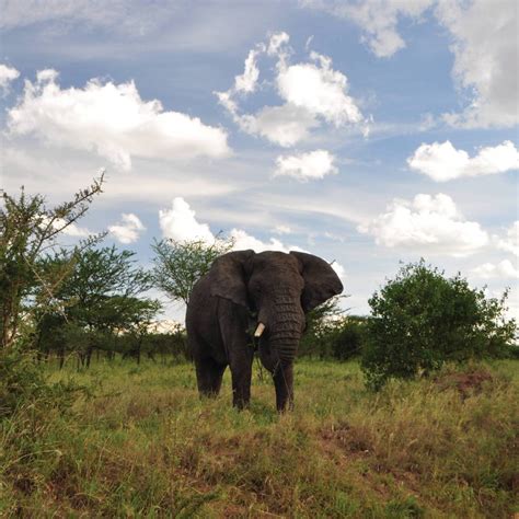 Tanzania Wildlife Safari Holidays | African Adventrue | World Expeditions